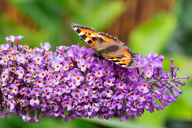 バドレイアの花に小さな亀の殻の蝶 - small tortoiseshell butterfly ストックフォトと画像