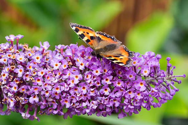 Small Tortoiseshell butterfly on Buddleia flower Small Tortoiseshell butterfly (Aglais urticae) feeding on Buddleia flower (also known as Butterfly bush, orange eye and summer lilac) small tortoiseshell butterfly stock pictures, royalty-free photos & images