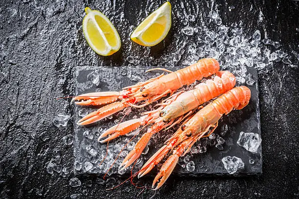 Freshly caught langoustines on ice