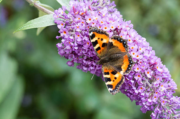 istock Small Tortoiseshell butterfly on Buddleia flower 595343112