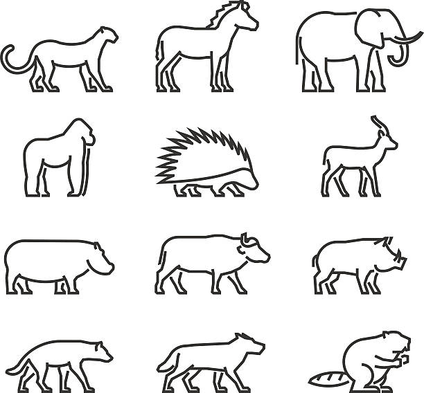 Cool line icons wild animals. Cool line icons wild animals. Vector black symbols wild animals on a white background. buffalo iowa stock illustrations