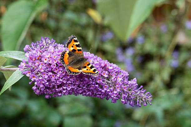 istock Small Tortoiseshell butterfly on Buddleia flower 595343358