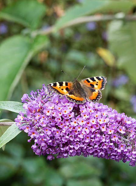 Small Tortoiseshell butterfly (Aglais urticae) feeding on Buddleia flower (also known as Butterfly bush, orange eye and summer lilac)