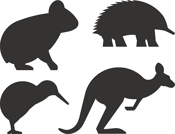 Vector set of silhouettes australian animals. Vector set of silhouettes australian animals. Black icon koalas, kangaroos, echidnas and kiwi. echidna isolated stock illustrations