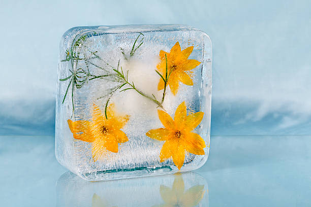 The composition of yellow flowers, frozen in ice.