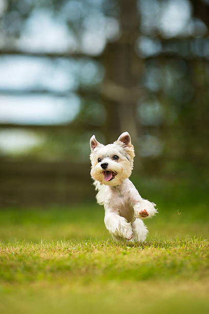 istock Cute little dog doing agility drill 595344104