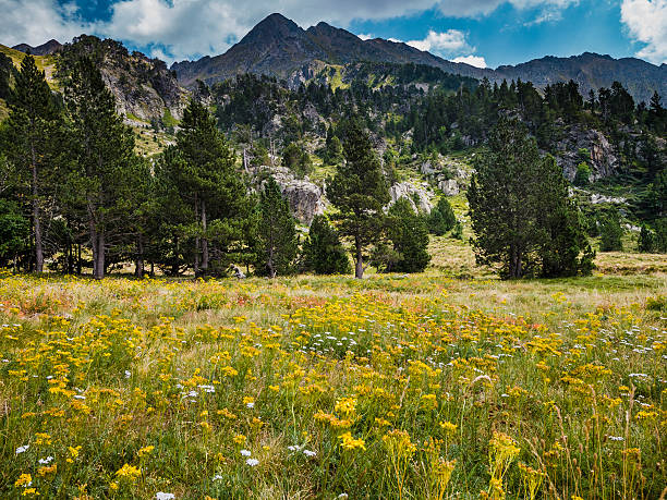 istock Meadow in Pyrenees mountains Catalonia Spain 595344360