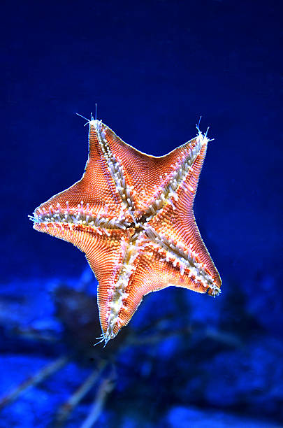 istock close up  live back of starfish with dark blue background 595344692