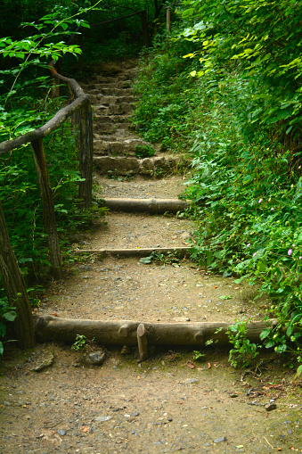 Forest, trail, wooden stairs