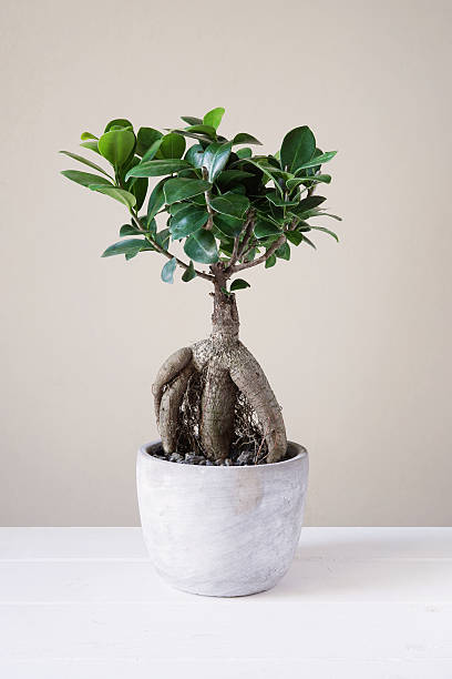 bonsai ginseng or ficus retusa bonsai ginseng or ficus retusa also known as banyan or chinese fig tree ficus microcarpa bonsai stock pictures, royalty-free photos & images