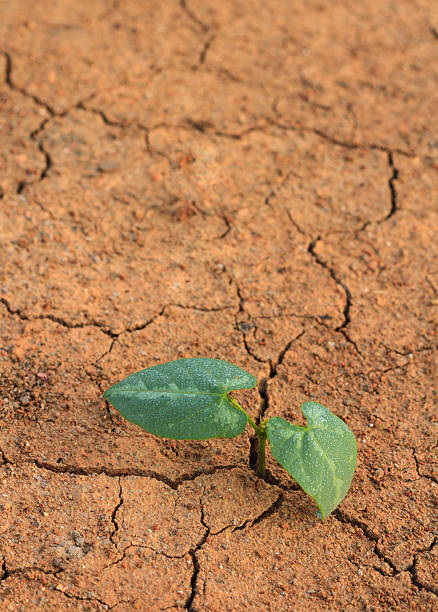 istock Young plant growing through the cracked ground. 595346992