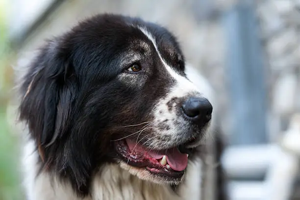 A very close up of a Bucovina shepherd dog