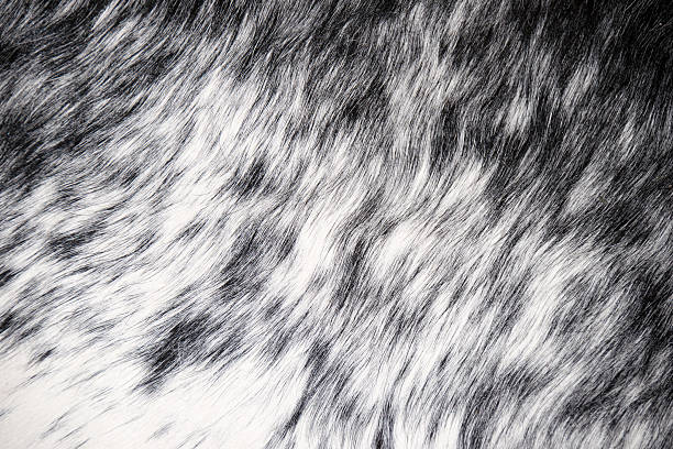 Close up white and black Faux mat for texture background stock photo