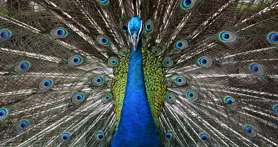 close up male peacock open a mouth horizontal