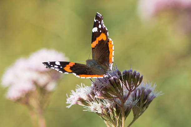 istock Red admiral butterfly (Vanessa atalanta) on flower 595347916