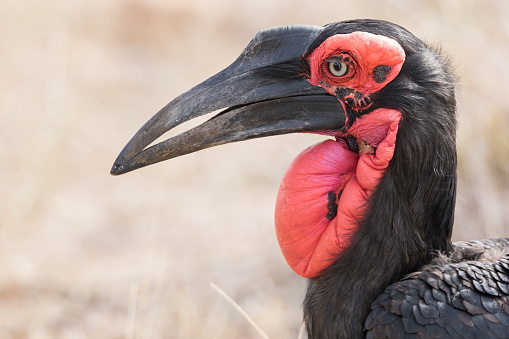 Close-up of a Southern ground hornbill (Bucorvus leadbeateri) in the Kruger National Park, South Africa