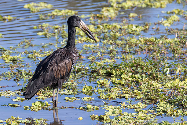 African open-billed stork African open-billed stork (Anastomus lamelligerus) hunting in the Sabie river - Kruger National Park, South Africa african openbill anastomus lamelligerus stock pictures, royalty-free photos & images