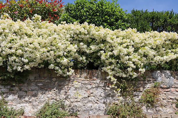 Jasmine fence in summer, Italy Jasmine fence in summer, Italy jasminum officinale stock pictures, royalty-free photos & images