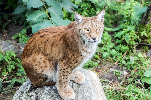 Eurasian Lynx in the natural environment, Eurasian Lynx in forest.