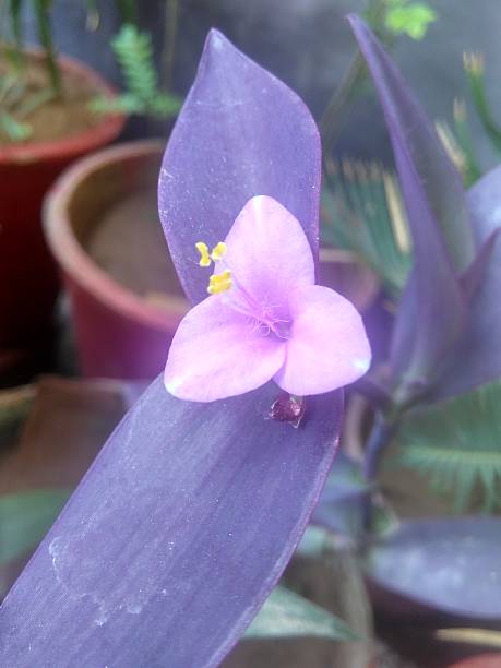 istock Pink Flower Purple Leaves 595350564
