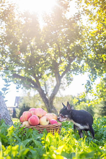 istock Food_apple_DogSmell 595352826