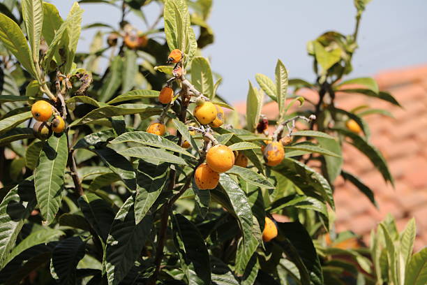 fruto amarelo em árvore de nespolo no jardim, itália da toscana - pyrinae - fotografias e filmes do acervo