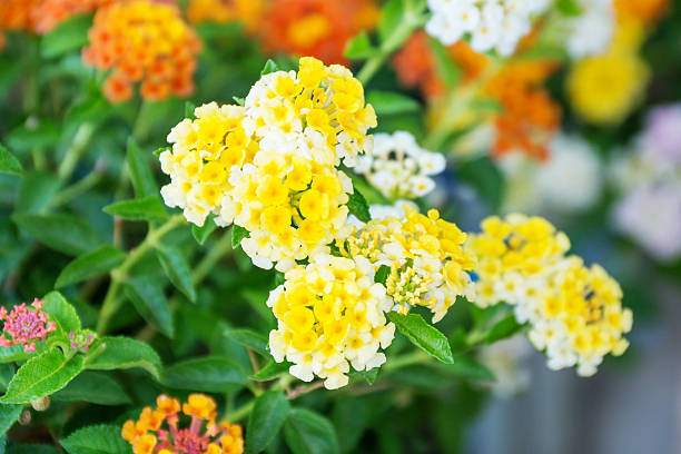 west indian lantana kwiat w ogrodzie. - hybridize zdjęcia i obrazy z banku zdjęć