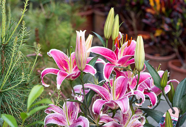 nénuphar odorant - lily pink stargazer lily flower photos et images de collection