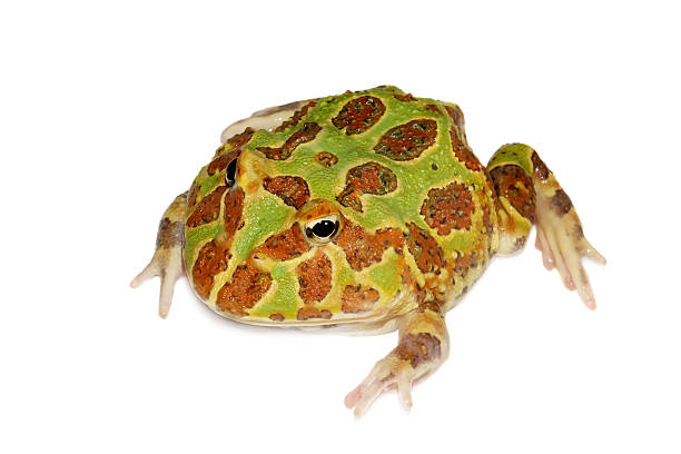 istock The Argentine horned frog isolated on white 595356226