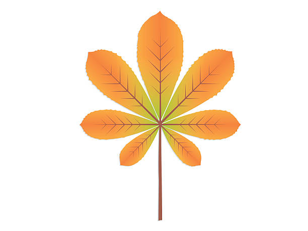 ilustrações de stock, clip art, desenhos animados e ícones de chestnut leaf, beautiful autumn leaf - changing form change backgrounds leaf