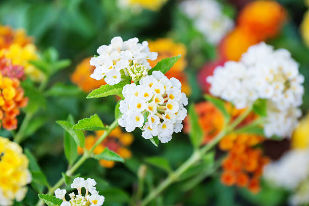 west indian lantana kwiat w ogrodzie. - hybridize zdjęcia i obrazy z banku zdjęć