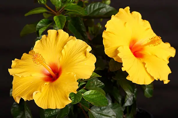 Hibiscus (ATHENACUS) Plant on residential deck for decoration