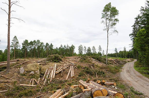 istock Logging by a gravel road 595357752