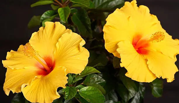 Hibiscus (ATHENACUS) Plant on residential deck for decoration