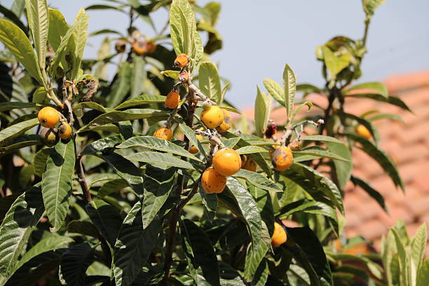 loquats japoneses maduros em árvore no jardim, itália da toscana - pyrinae - fotografias e filmes do acervo