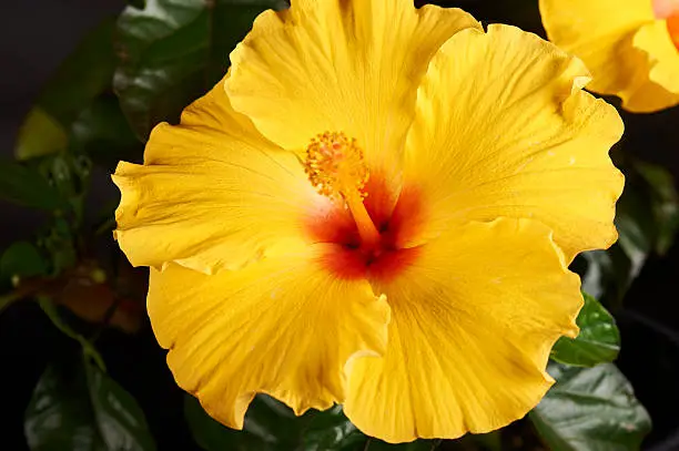 Hibiscus (ATHENACUS) Plant on residential deck for decoration