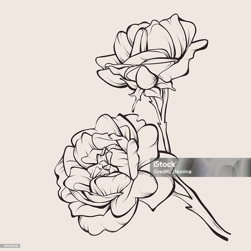 Vektor-Rosenblüte isoliert auf weiß. - Lizenzfrei Rose Vektorgrafik
