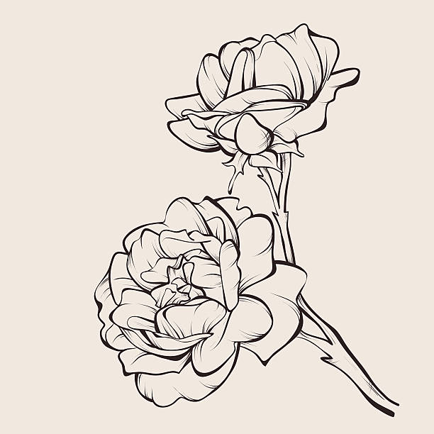 ilustrações, clipart, desenhos animados e ícones de flor de rosa vetorial isolada em branco. - wedding black and white weddings rose
