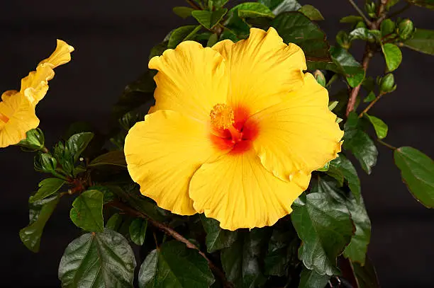 Hibiscus (ATHENACUS) Plant on residential deck for decoration