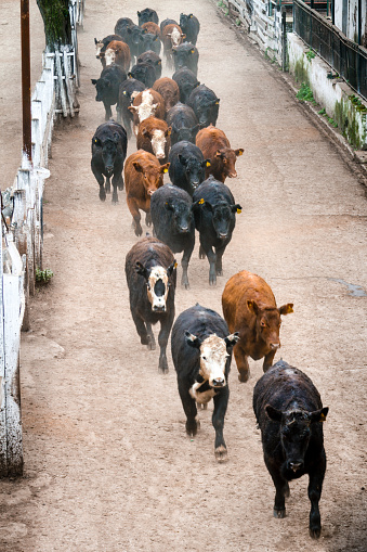 Cows herded to the slaughterer in the Liniers market, Argentina