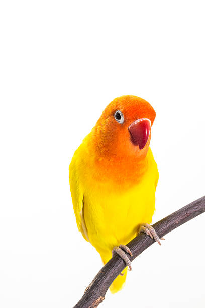 istock Yellow Lovebird on branch 595358566
