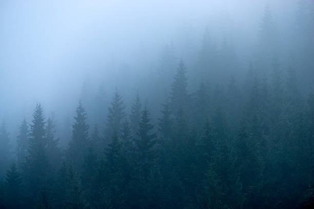 istock Fir trees in the fog 595361356