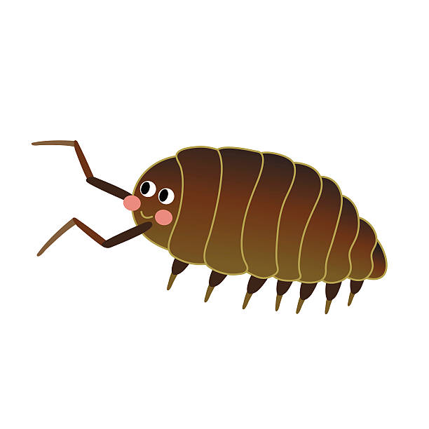326 Animal Exoskeleton Illustrations & Clip Art - iStock 326 Animal Exoskeleton Illustrations & Clip Art - iStock