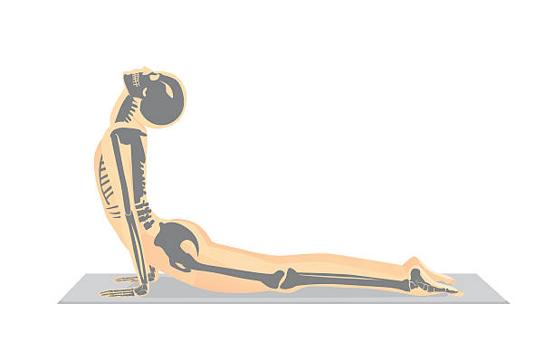 Human bone anatomy while Yoga workout. Human bone anatomy while Yoga workout in cobra posture. This illustration about medical and sport snake anatomy stock illustrations