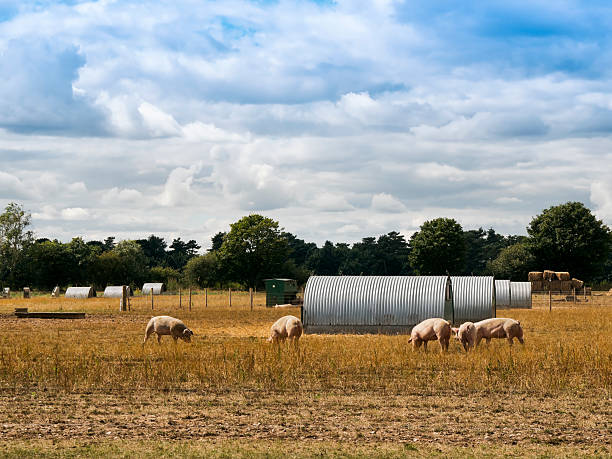 An English pig farm with rows of corrugated metal shelters for the pigs.