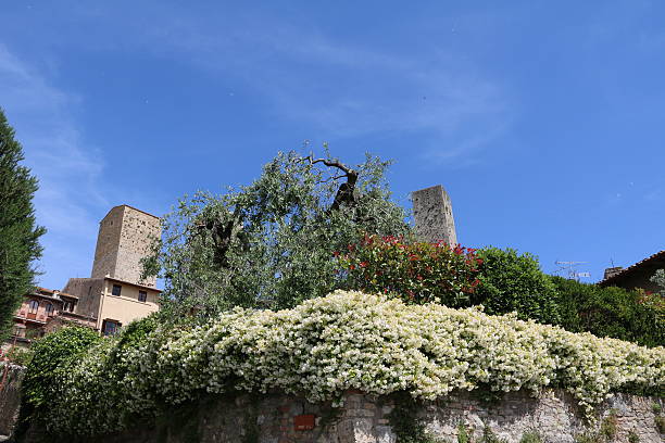 San Gimignano in spring, Tuscany Italy San Gimignano in spring, Tuscany Italy jasminum officinale stock pictures, royalty-free photos & images