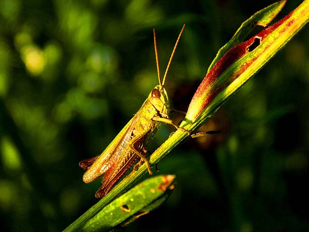 istock Grasshopper on meadow plant in wild nature during spring 595363626