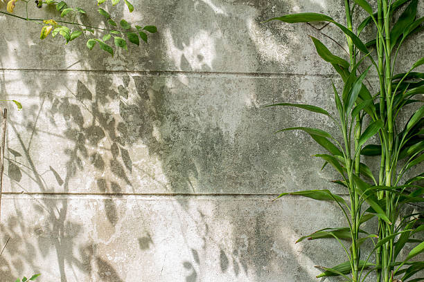 istock Shadows of plant on dirty wall 595363810