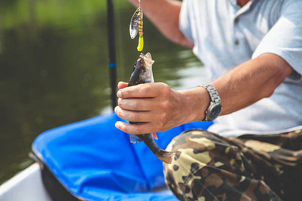 istock Good catch. Fisherman caught perch on spinning 595363840