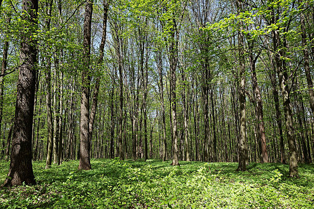 istock Green forest landscape in the morning. 595364390